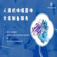 人源抗体噬菌体文库制备服务