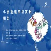 小鼠重组单克隆抗体制备