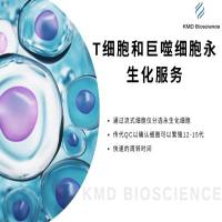T细胞和巨噬细胞永生化服务