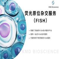 原位杂交/荧光原位杂交/FISH