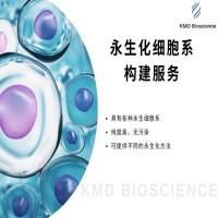 永生化细胞系构建
