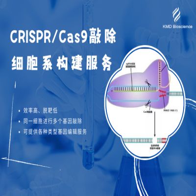 CRISPR/Cas9敲除细胞系构建服务