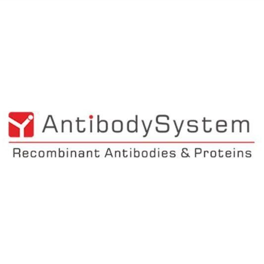 Anti-Human IL33 Antibody (SAA0395) | IL33 Antibody | IL33抗体