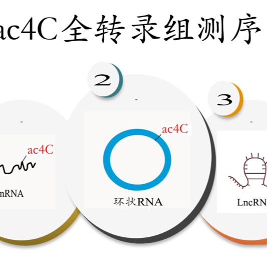 ac4C RNA乙酰化全转录组测序