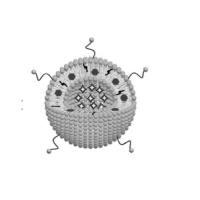 100nm空白脂质体 Blank Liposome 对照组脂质体