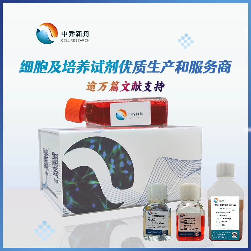 人真皮微血管内皮-成人细胞pellets