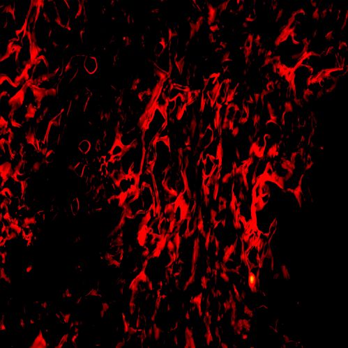 红色荧光标记的空白脂质体 Cy5-空白对照Liposome 粒径 100nm