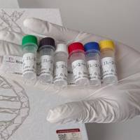 兔抗人ATP酶β3多肽多克隆抗体