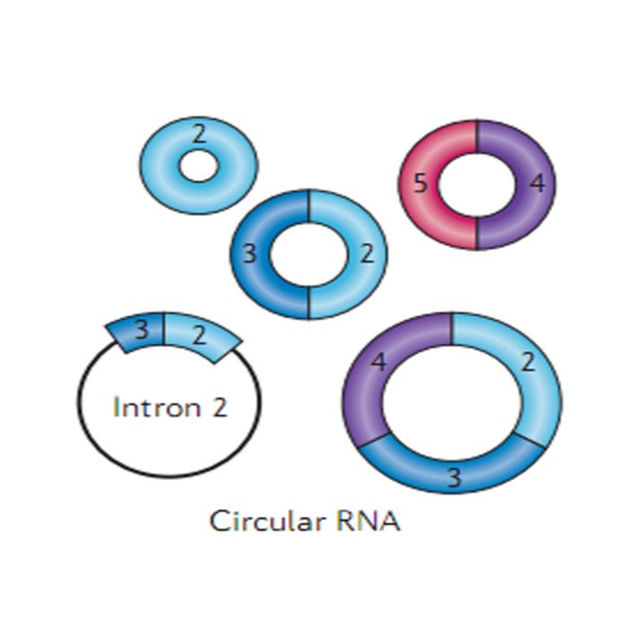 环状RNA测序