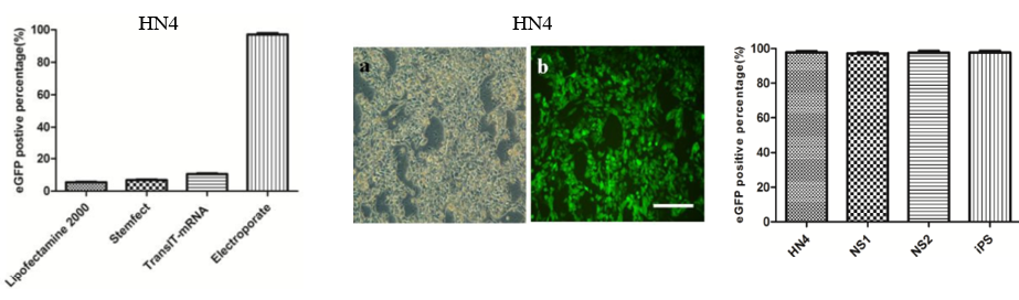 干细胞转染及基因编辑，一篇讲透！