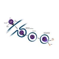 脂质体包裹SiRNA和活体成像染料 核酸递送辅料 DIR荧光