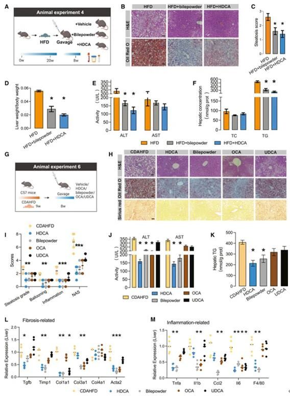 IF= 29.0丨首次揭示HDCA对NAFLD的治疗潜力及机制