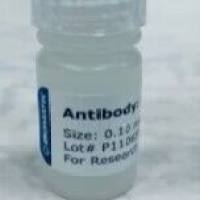 Recombinant Ferritin, Mitochondrial (FTMT)