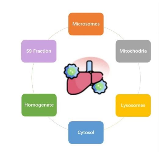 小核酸/ADC药研发好帮手：IPHASE多种属酸化肝组织匀浆