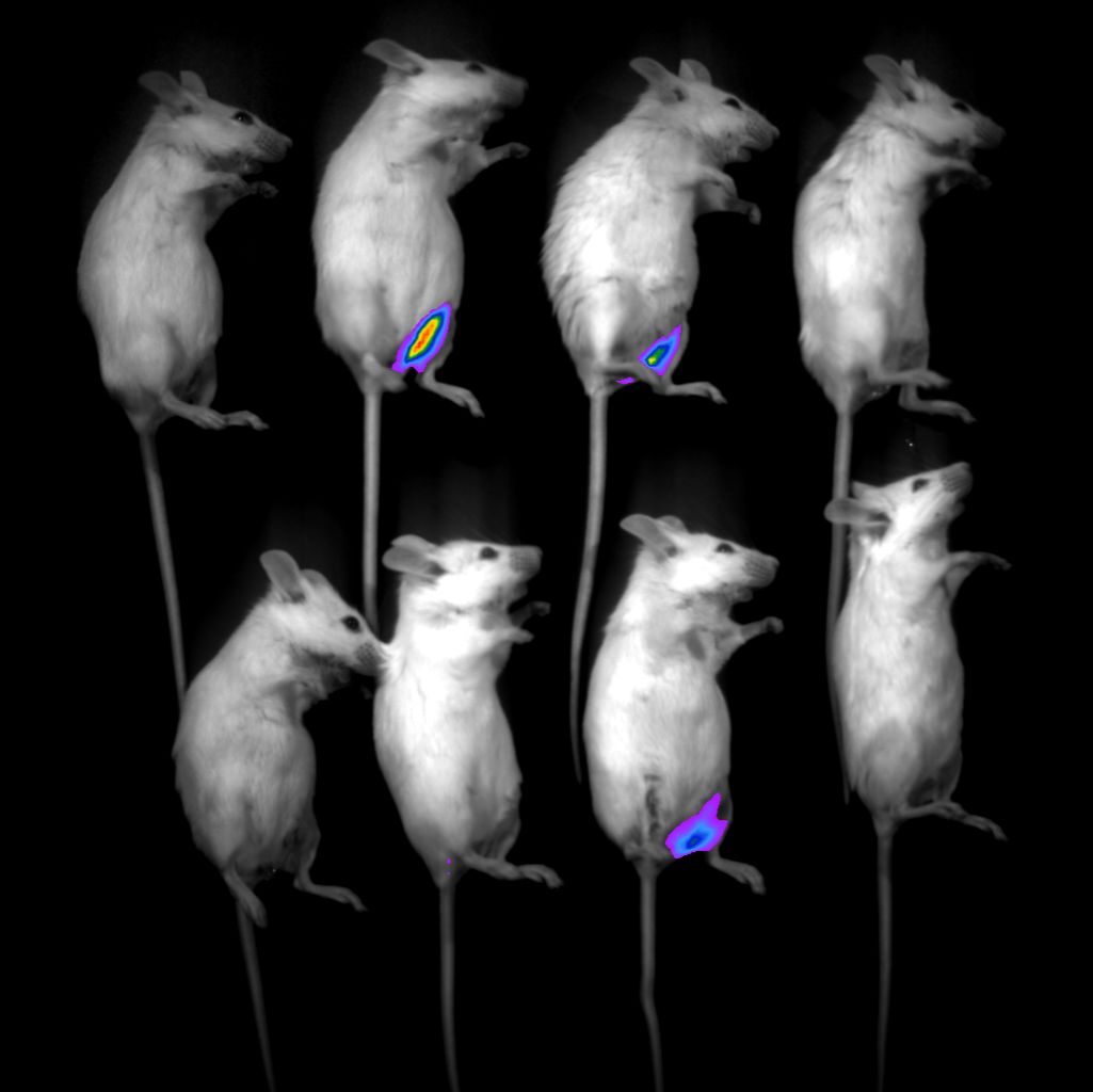 小动物活体成像服务  小鼠荧光活体成像实验