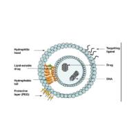 空白脂质体修饰特定荧光和生物标记 活体成像 细胞实验