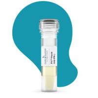 PtX™ Mouse Anti-IFN-γ