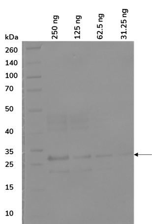 PtX™ Mouse Anti-IFN-γ