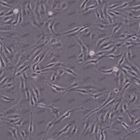 HUVEC 人脐静脉内皮细胞