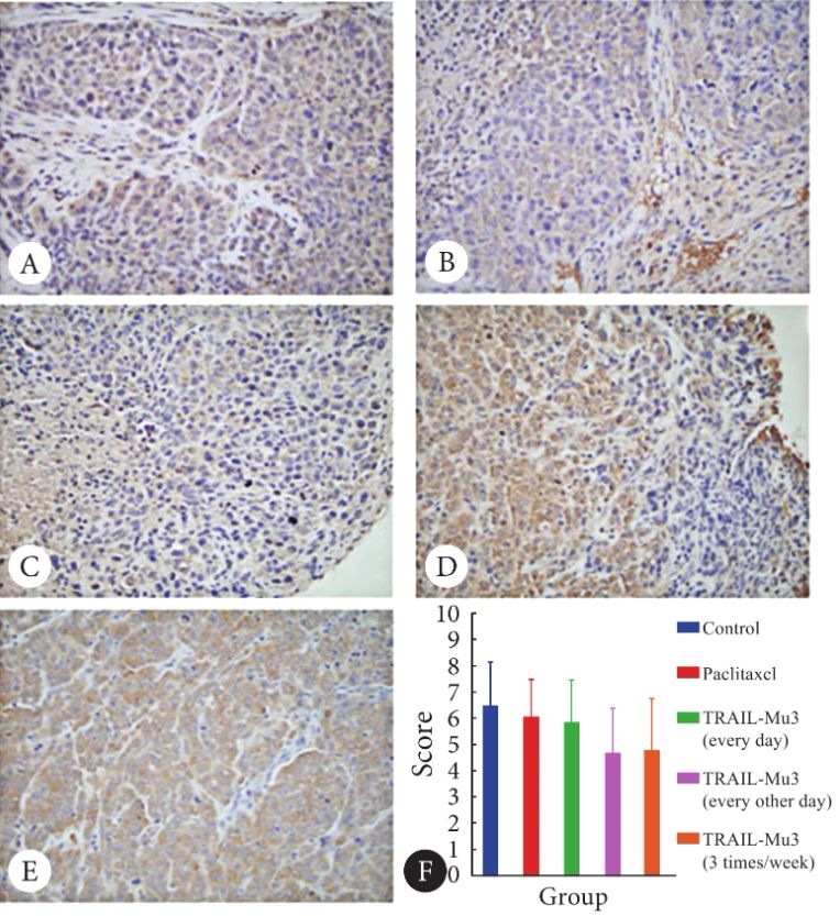 免疫组化染色的基本流程
