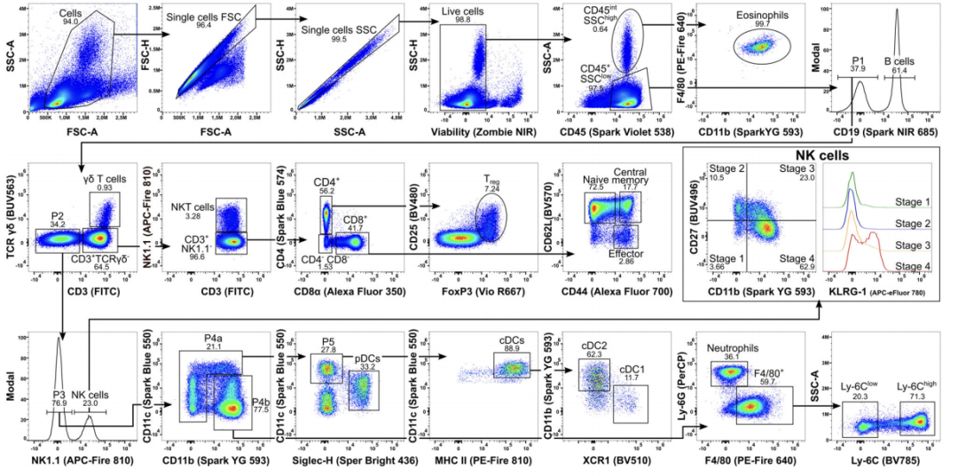 Big Panel Theory系列之—41色小鼠淋系/髓系细胞分析方案