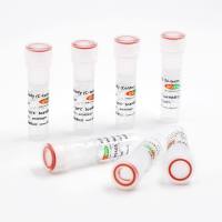 Rabbit anti-Flag Tag Monoclonal Antibody