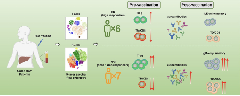 丙肝治愈后遗留“免疫疤痕”影响乙肝疫苗应答，全光谱流式33/26色方案带您探索内在机制