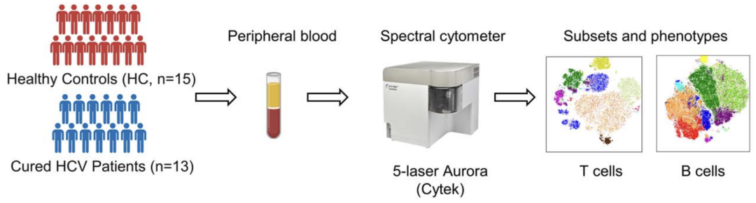丙肝治愈后遗留“免疫疤痕”影响乙肝疫苗应答，全光谱流式33/26色方案带您探索内在机制