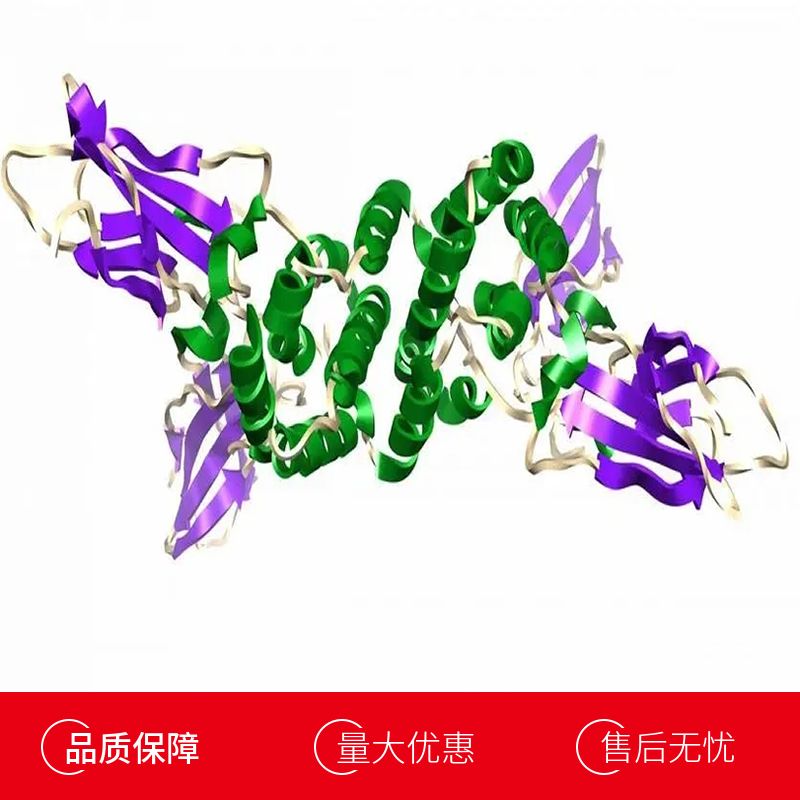 牛白介素16(IL16)重组蛋白