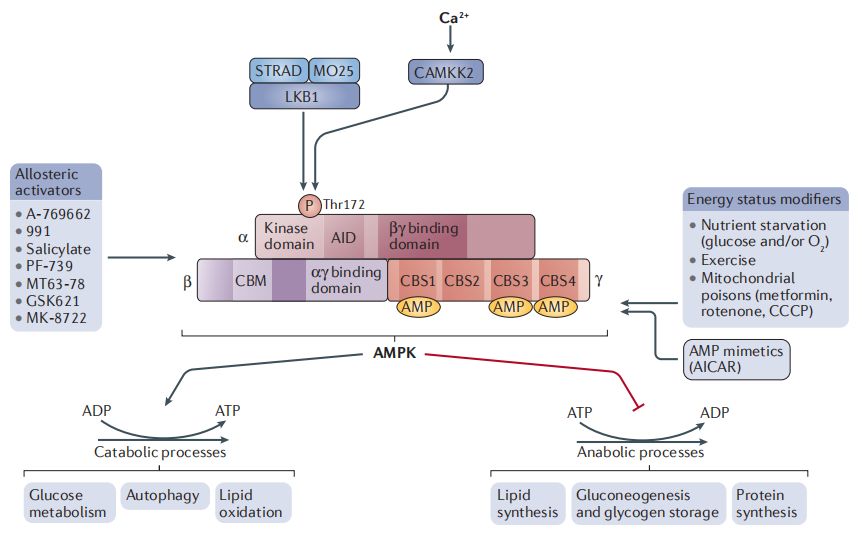细胞自噬之ampk信号通路 公司新闻 丁香通