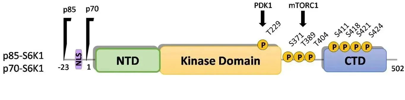 体型控制器：S6K1