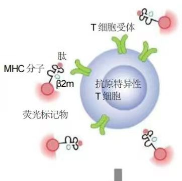 MHC四聚体-现货/定制