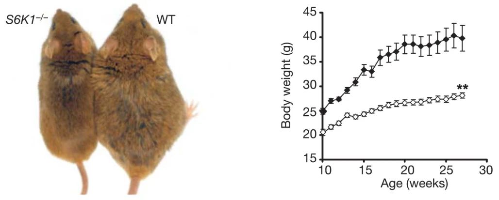 体型控制器：S6K1