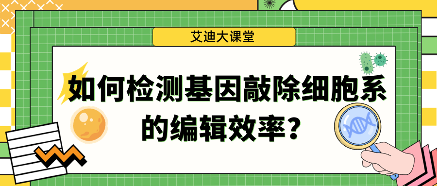 【艾迪大讲堂】如何检测基因敲除细胞系的编辑效率？