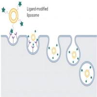 甘露糖Mannose靶向修饰空白脂质体