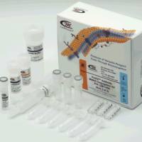 马来酰亚胺活化卵清蛋白OVA