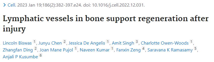 《Cell》：组织光透明成像首次揭示小鼠骨组织中淋巴系统三维结构
