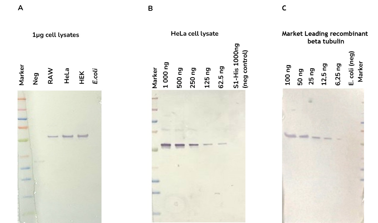 PtX™ Rabbit Anti-β Tubulin
