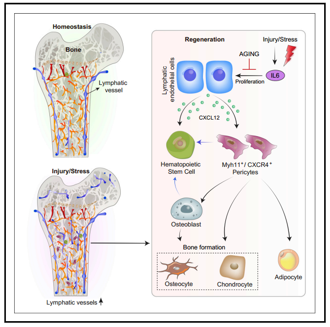 《Cell》：组织光透明成像首次揭示小鼠骨组织中淋巴系统三维结构