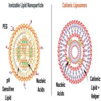 制备脂质体有哪些常用材料 DSPE-PEG2000 靶向肽修饰