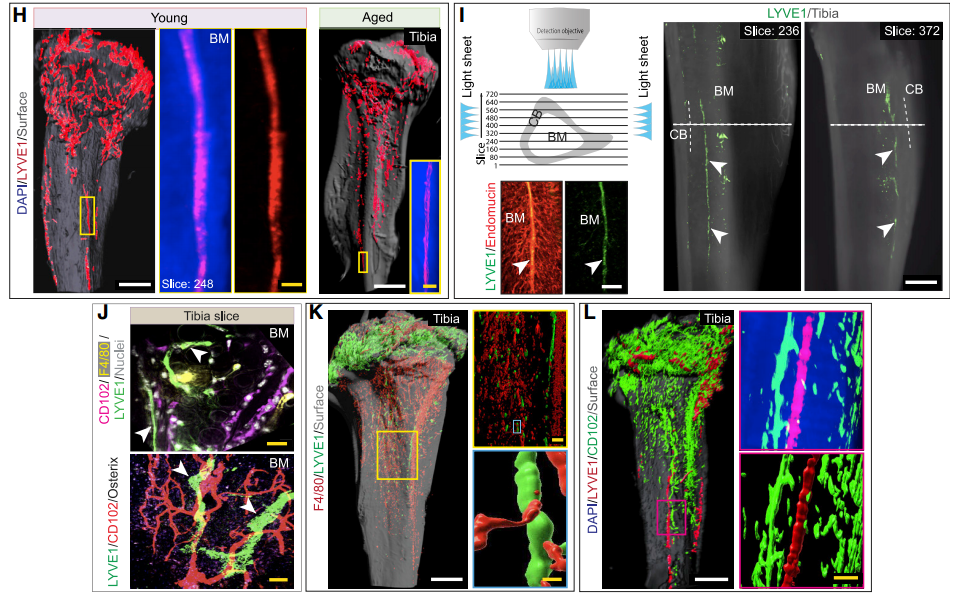 《Cell》：组织光透明成像首次揭示小鼠骨组织中淋巴系统三维结构