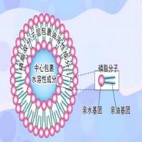 Drug Delivery 脂质体分类 单式脂质体 Liposome