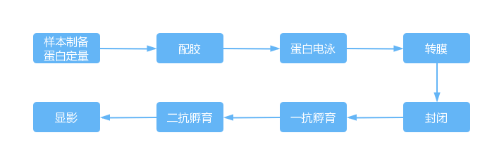 western blot相关产品介绍