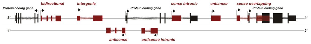 ncRNA干货 | 探索遗传信息“噪音基因”-LncRNA的生物学调控
