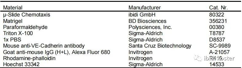 可视化3D细胞趋化实验|HUVEC在μ-Slide趋化载玻片中的3D免疫荧光染色