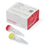 invitrogen ：L3000008-0.75mL 脂质体3000转染试剂