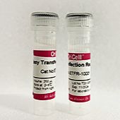 OriCell®Easy Transfection Reagent转染试剂（适用DNA转染）
