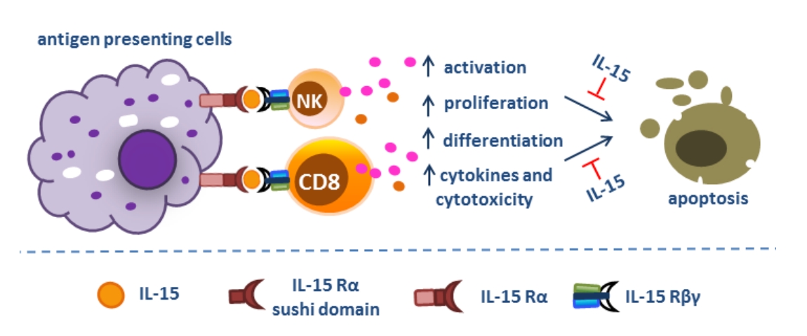 IL-15-IL-15Rα 复合物作为抗肿瘤和抗病毒剂的免疫生物学