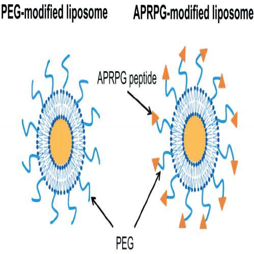DSPE-PEG-APRPG靶向修饰载药纳米颗粒脂质体