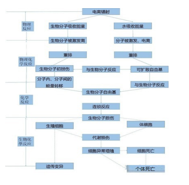 核辐射对生物影响的检测方法